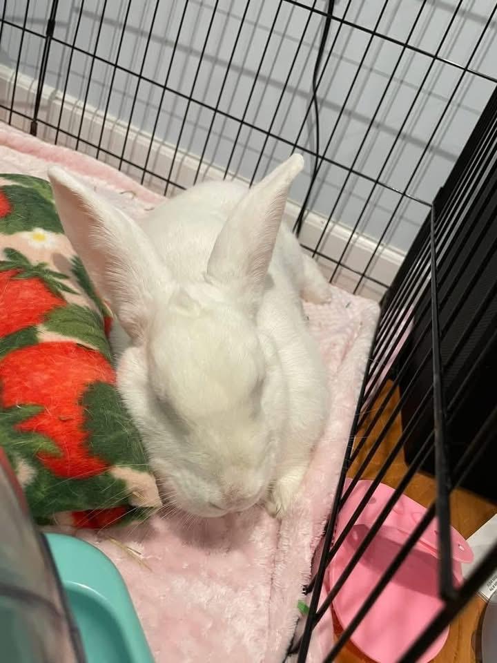 Enlarge Lychee , a ADOPTABLE New Zealand in St. Charles, MO image 3/6