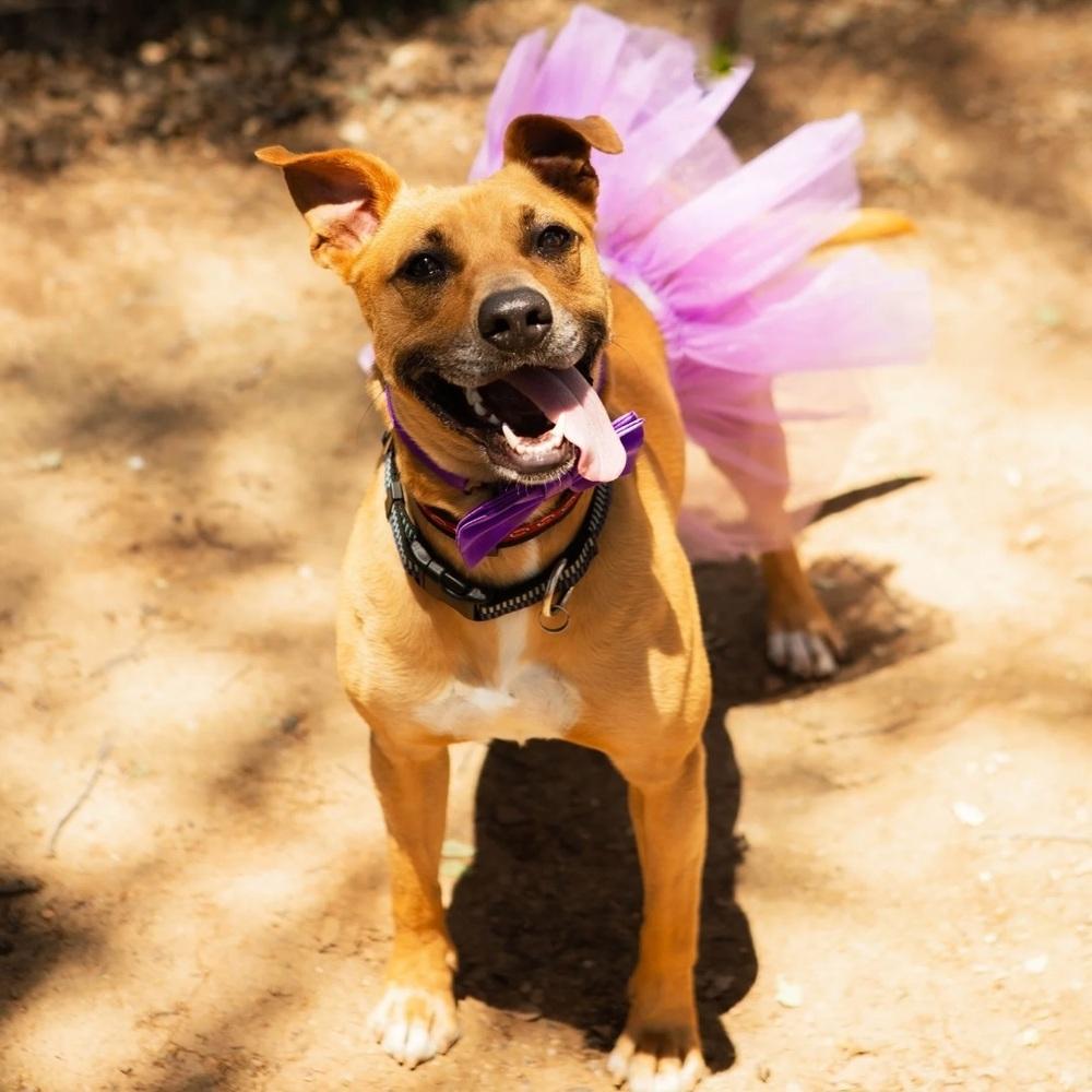 Baby Girl, Adoptable, Adult Female Boxer & Pit Bull Terrier.