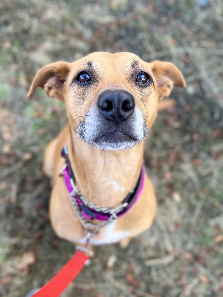 Enlarge Baby Girl, a Adoptable mixed breed in Jamestown, CA image 3/4