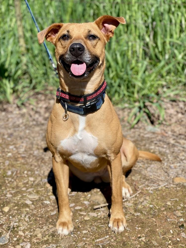Enlarge Baby Girl, a Adoptable mixed breed in Jamestown, CA image 4/4