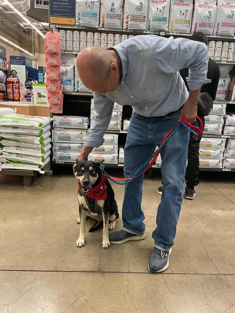 Kira, Adoptable, Young Female Australian Cattle Dog / Blue Heeler.