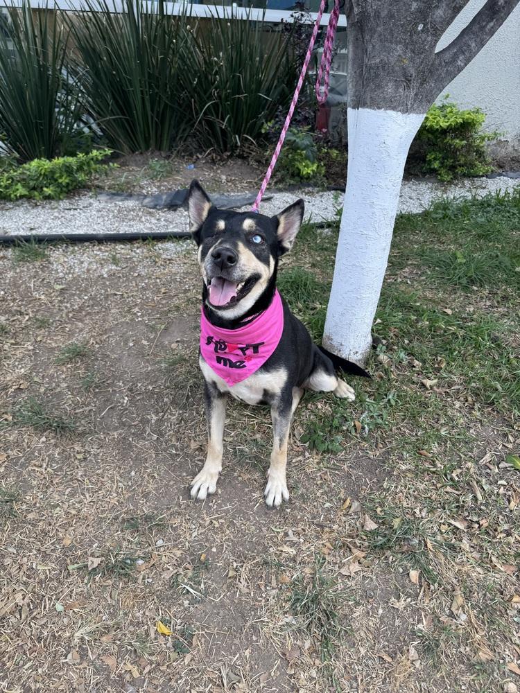 Enlarge Kira, a Adoptable mixed breed in Gig Harbor, WA image 2/6