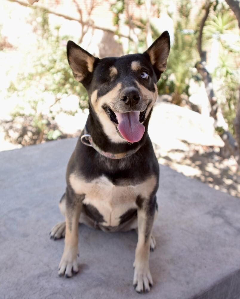 Enlarge Kira, a Adoptable mixed breed in Gig Harbor, WA image 3/6