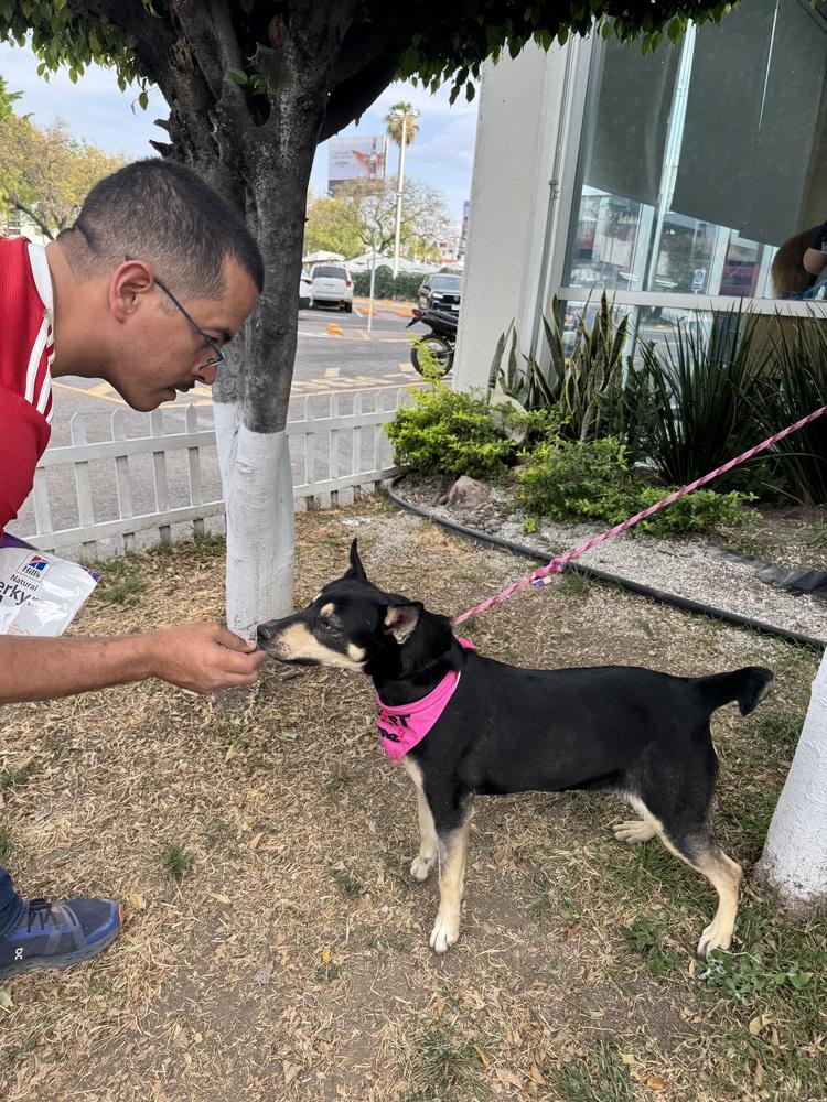 Enlarge Kira, a Adoptable mixed breed in Gig Harbor, WA image 4/6
