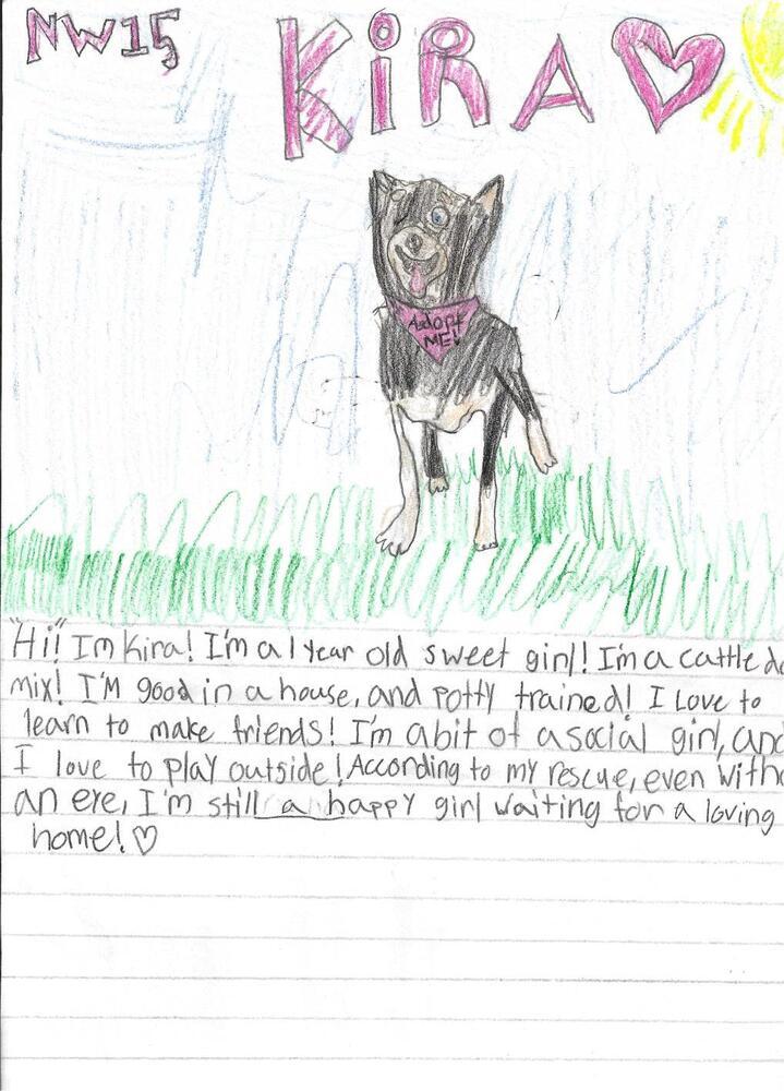 Enlarge Kira, a Adoptable mixed breed in Gig Harbor, WA image 6/6