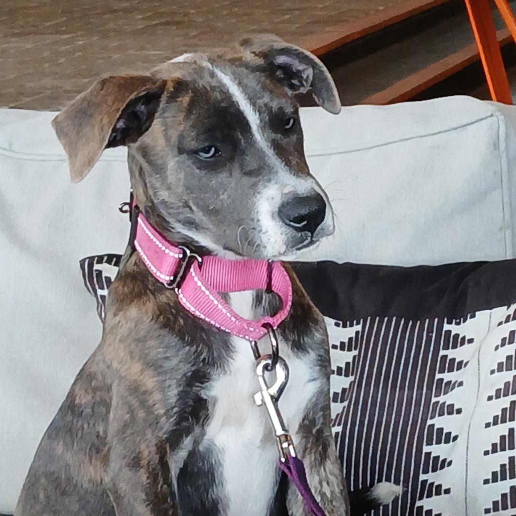 Enlarge Maxine, a Adoptable Mixed Breed in Williston, FL image 2/6