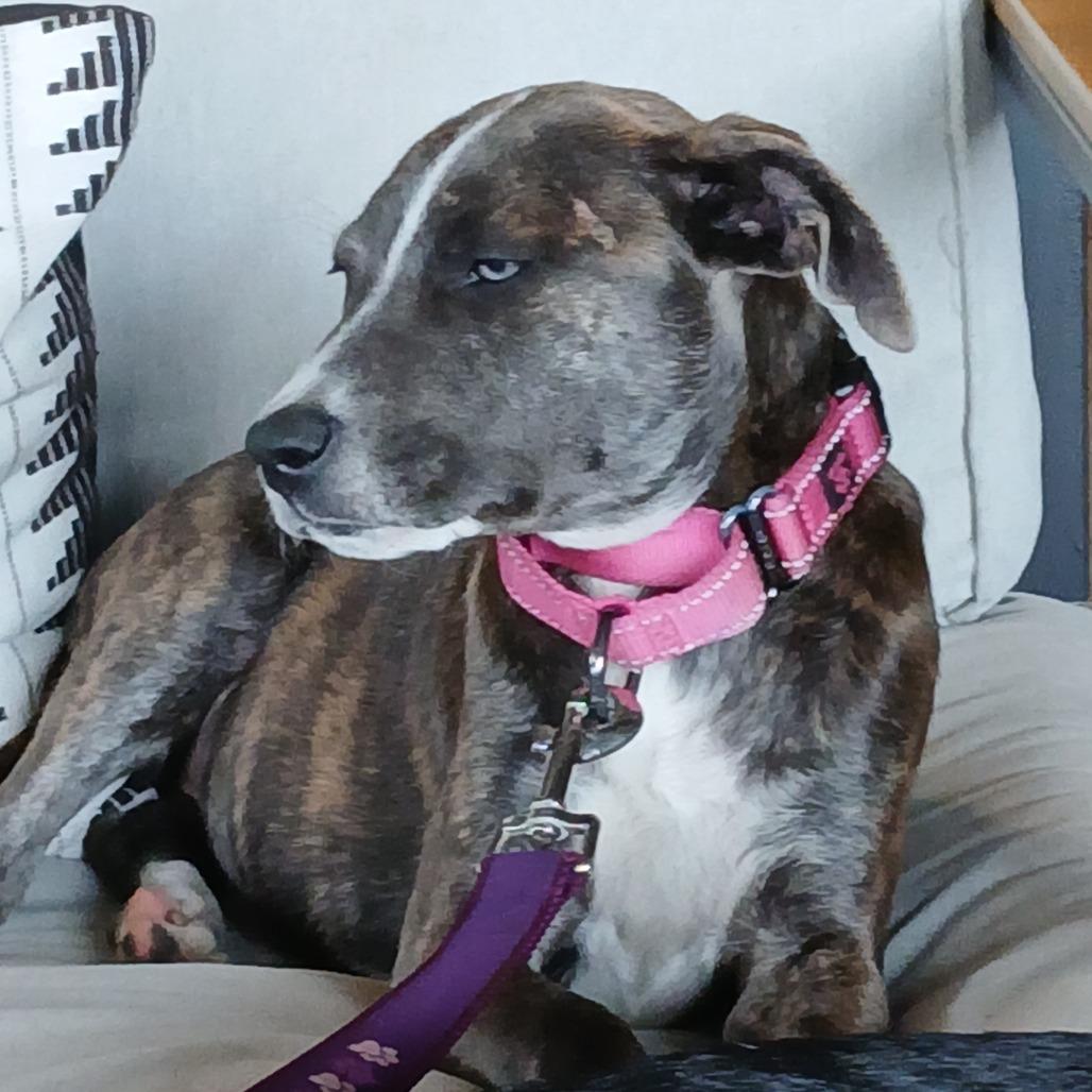 Enlarge Maxine, a Adoptable Mixed Breed in Williston, FL image 3/6