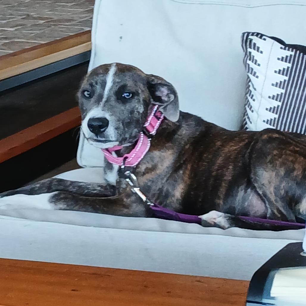 Enlarge Maxine, a Adoptable Mixed Breed in Williston, FL image 5/6