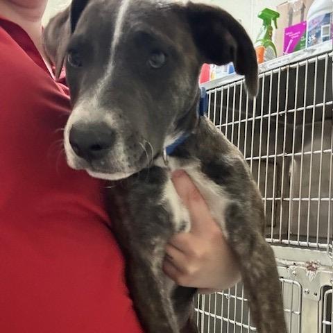 Maxine, Adoptable, Puppy Female Mixed Breed.