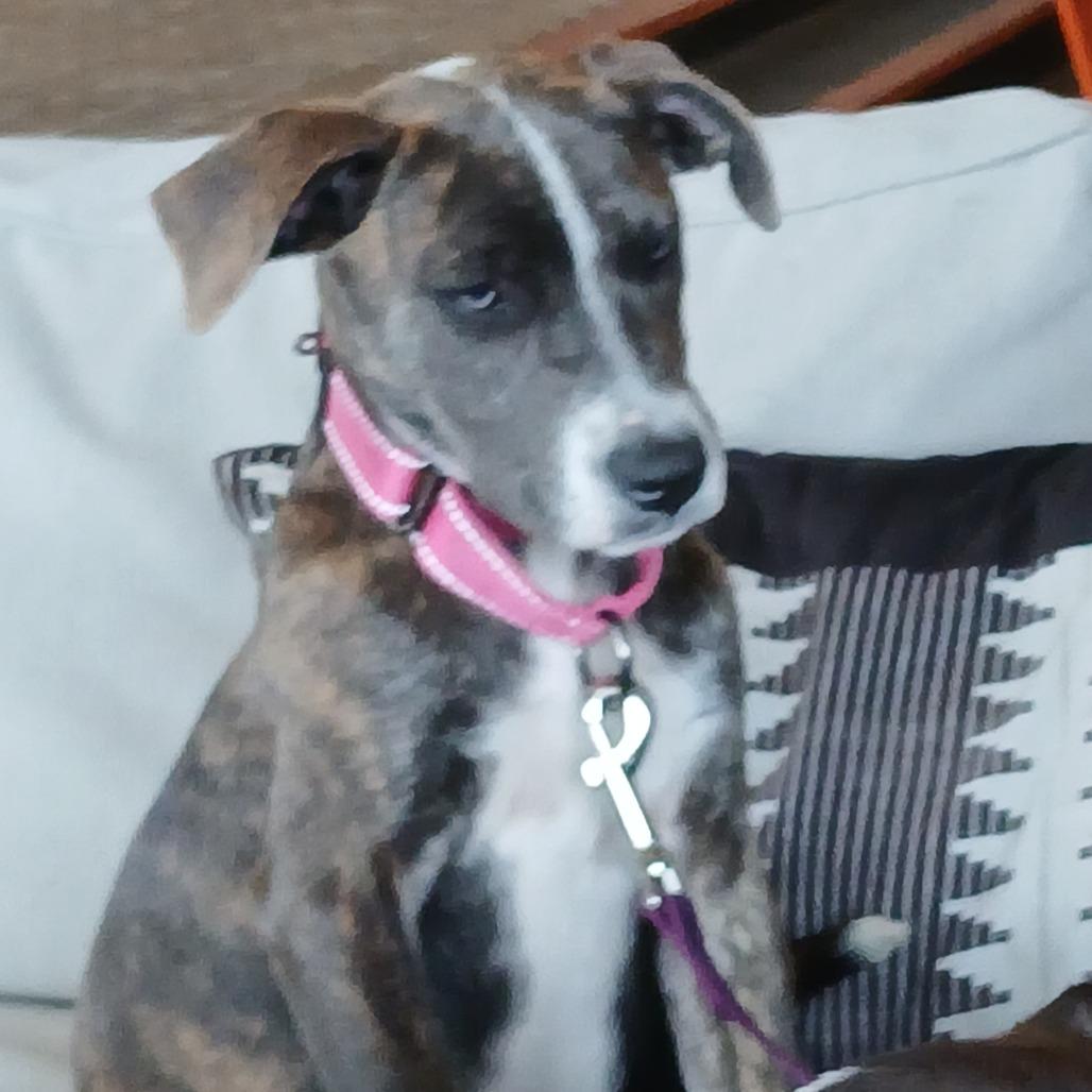 Enlarge Maxine, a Adoptable Mixed Breed in Williston, FL image 6/6