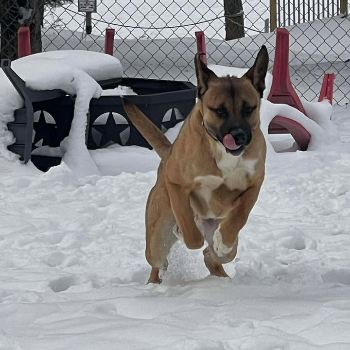Fallon, Adoptable, Adult Male Shepherd.