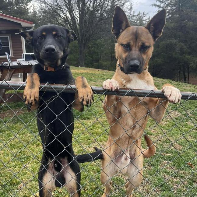 Enlarge Fallon, a Adoptable Shepherd in Jefferson city, TN image 2/4