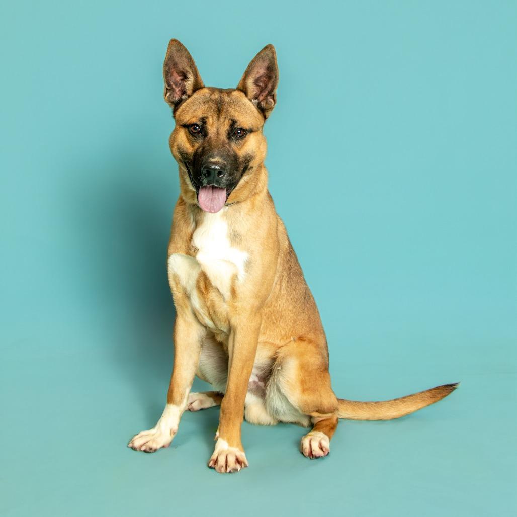 Enlarge Fallon, a Adoptable Shepherd in Jefferson city, TN image 2/2