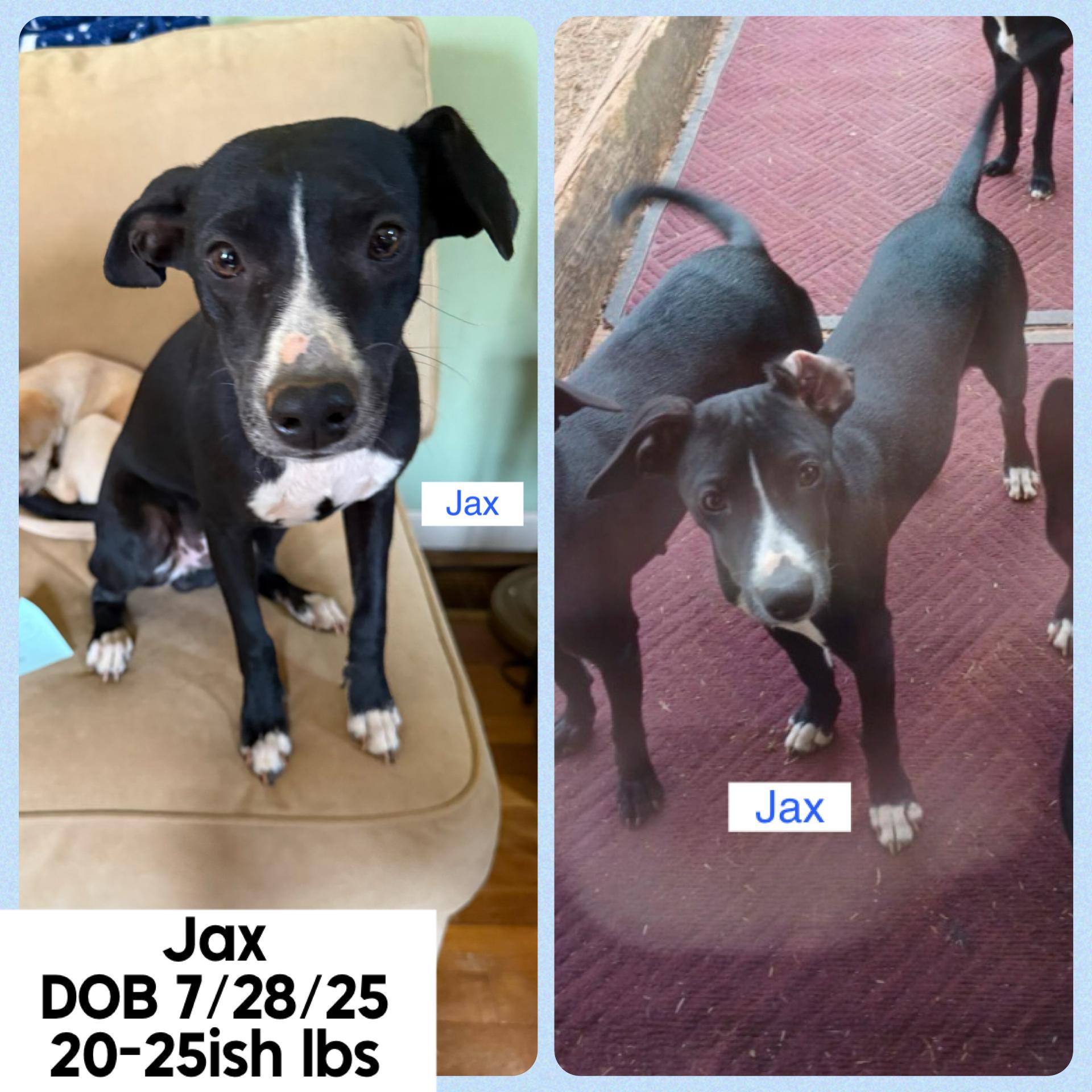 Enlarge Jax **FOSTER OR FTA NEEDED**, a ADOPTABLE mixed breed in Jackson, GA image 1/1