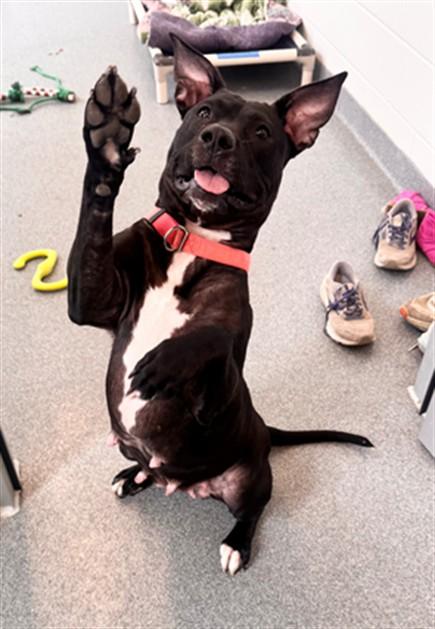 ATHENA, Adoptable, Adult Female Pit Bull Terrier & Mixed Breed.