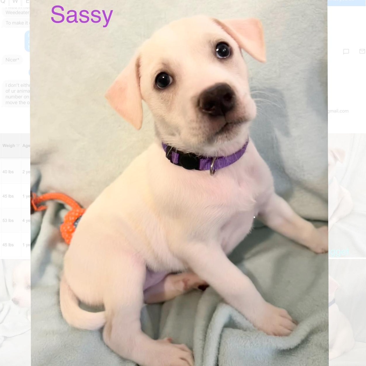 Sassy 3
