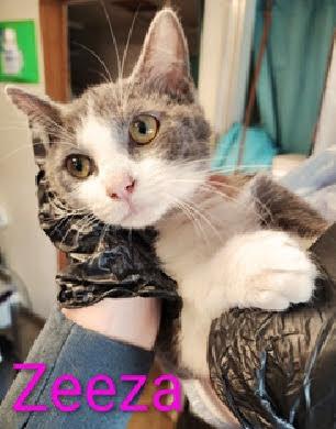 Enlarge Zeeza, a Adoptable mixed breed in Beatrice, NE image 1/1