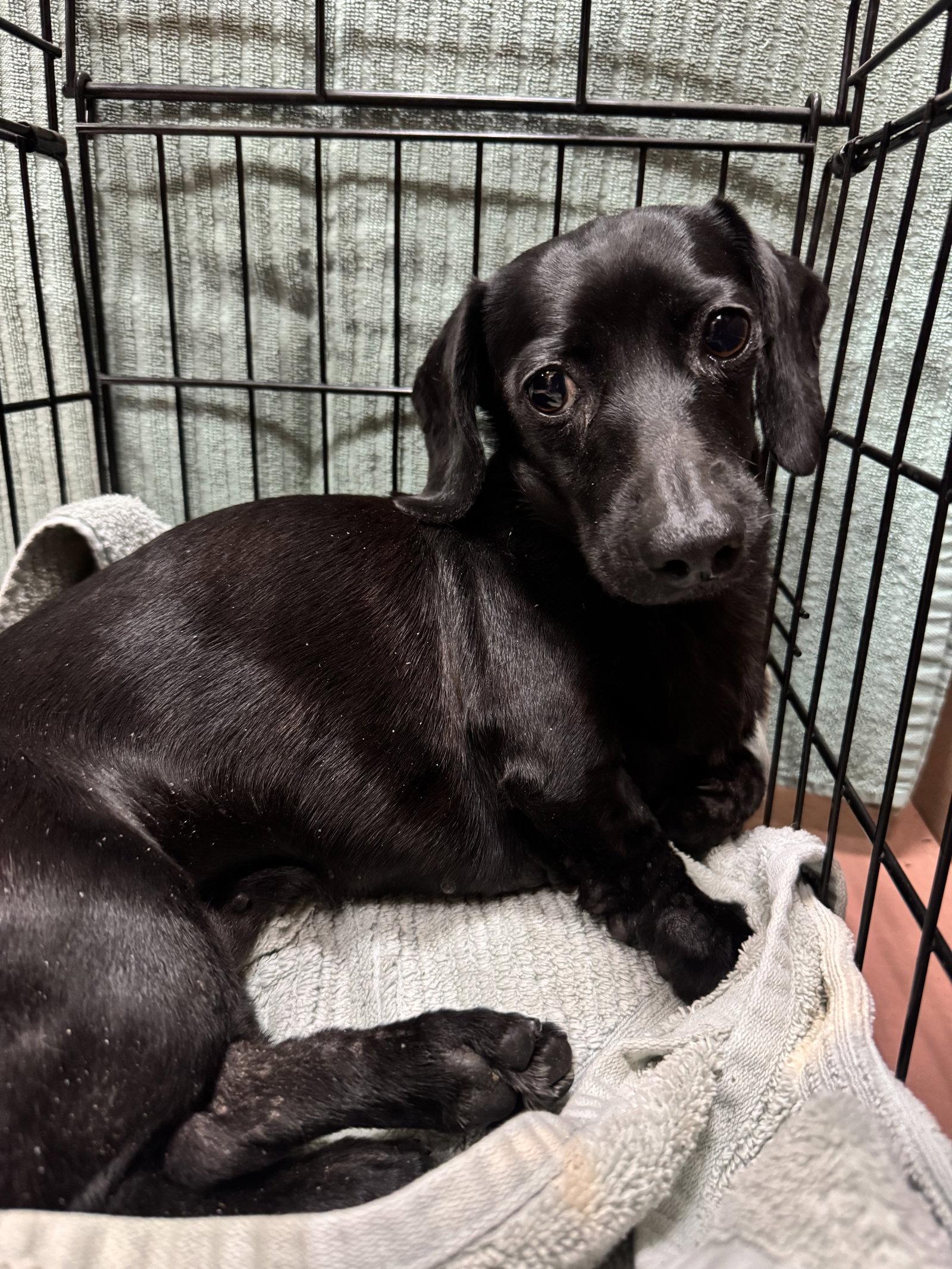 Pearl4, Adoptable, Young Female Dachshund.