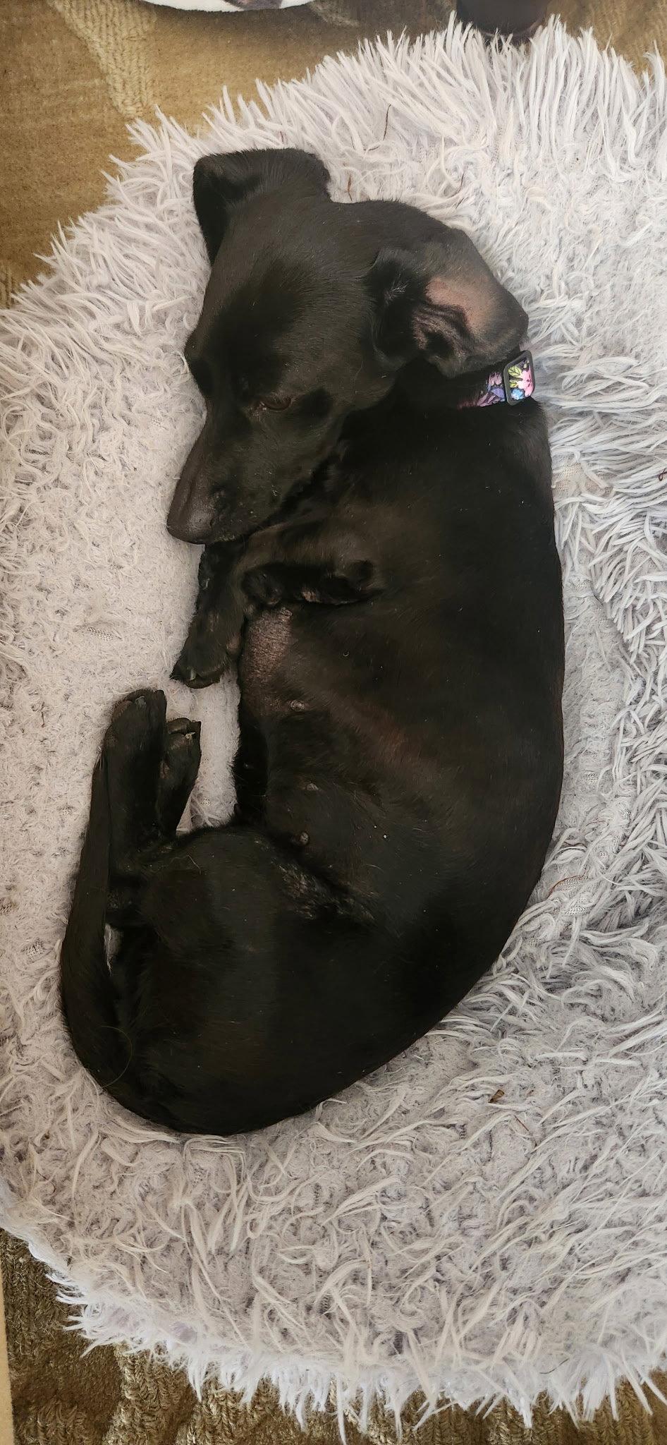 Enlarge Pearl4, a Adoptable Dachshund in Key Largo, FL image 2/3