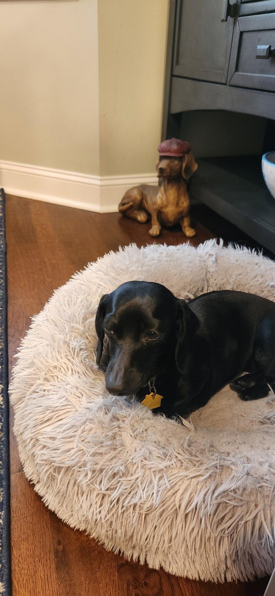 Enlarge Pearl4, a Adoptable Dachshund in Key Largo, FL image 3/3