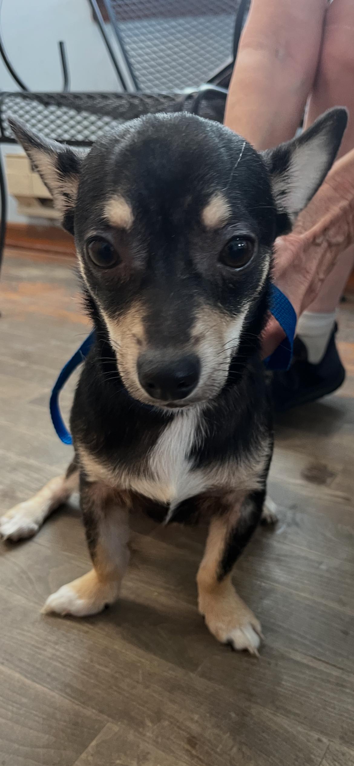 Enlarge Chief, an adopted mixed breed in Overland Park, KS image 1/1