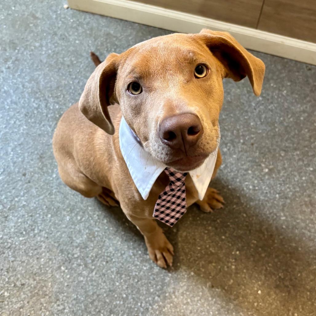 Rooti, Adoptable, Young Male Vizsla & Weimaraner.
