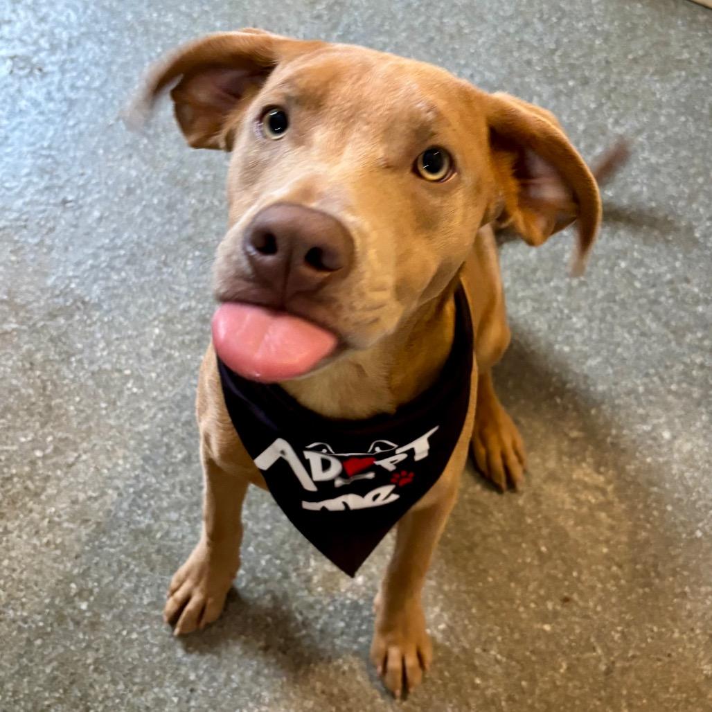 Enlarge Rooti, a Adoptable mixed breed in Metamora, MI image 2/6