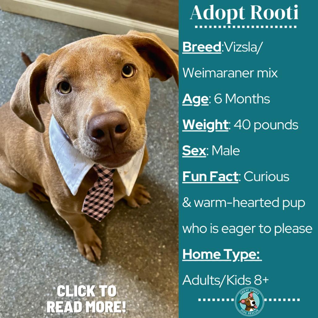 Enlarge Rooti, a Adoptable mixed breed in Metamora, MI image 3/6