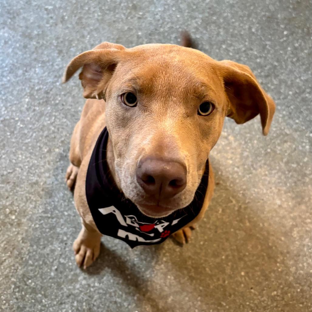 Enlarge Rooti, a Adoptable mixed breed in Metamora, MI image 4/6