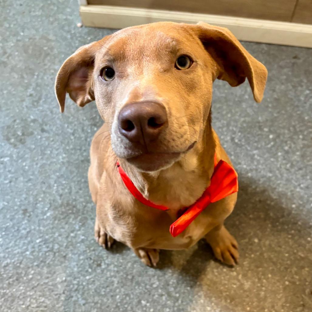 Enlarge Rooti, a Adoptable mixed breed in Metamora, MI image 5/6