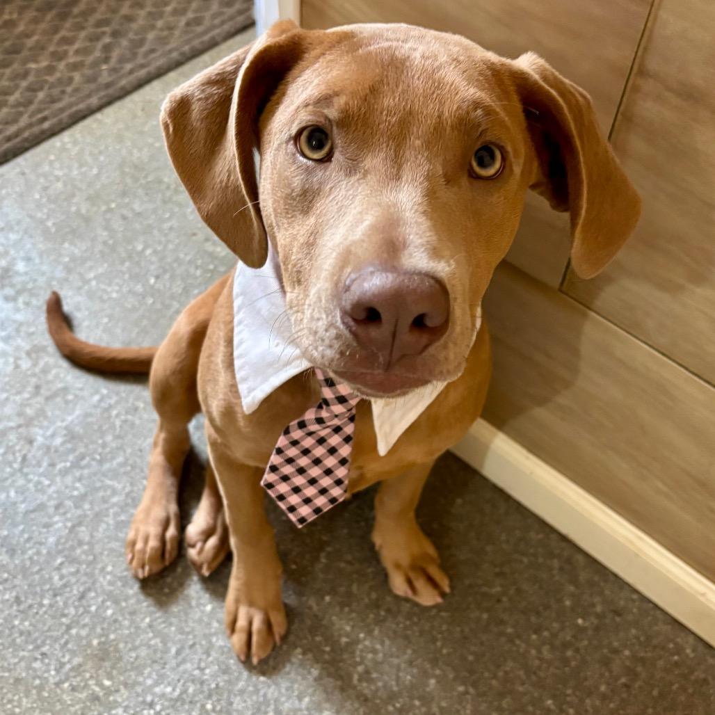 Enlarge Rooti, a Adoptable mixed breed in Metamora, MI image 6/6