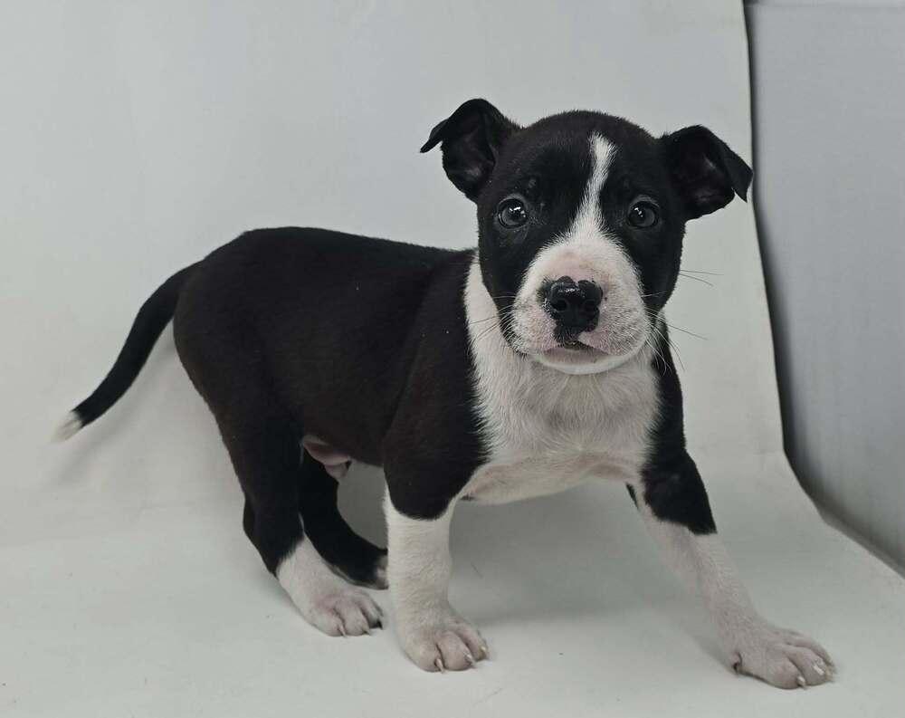 Chestnut thumbnail 2