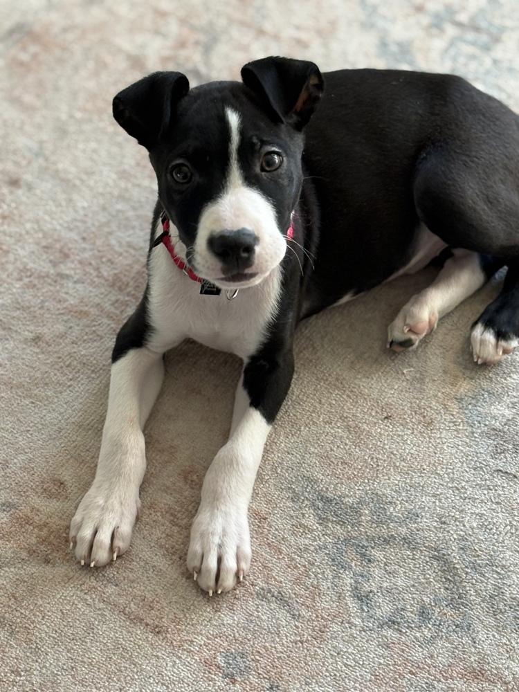 Chestnut thumbnail 3