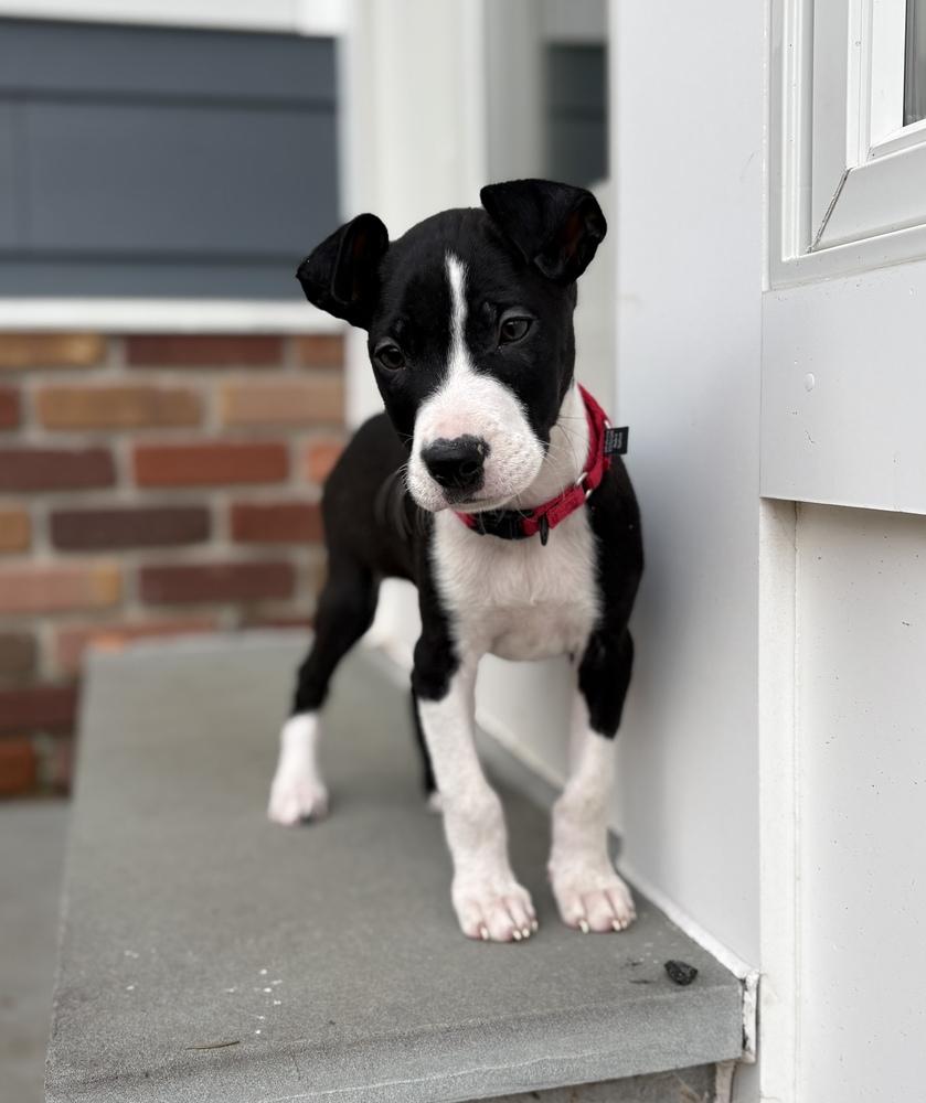 Chestnut thumbnail 4