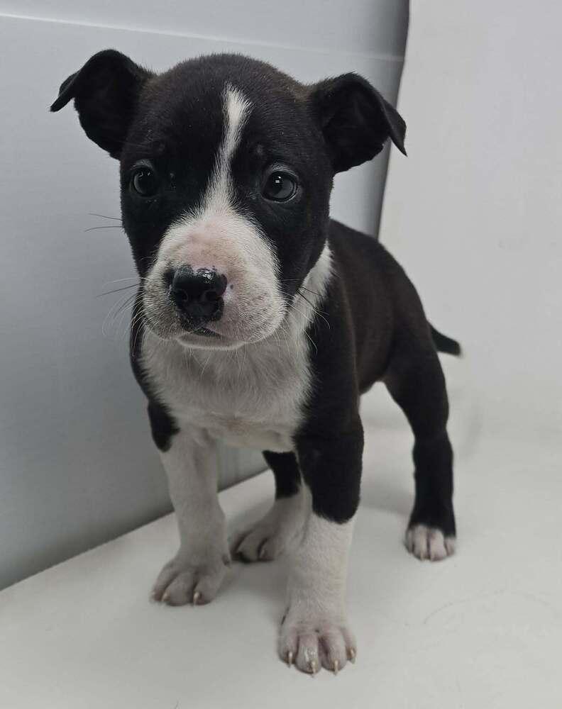 Chestnut thumbnail 5