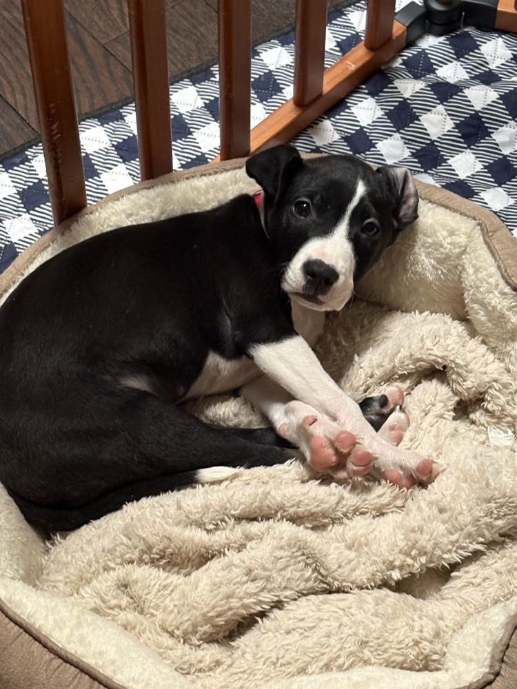 Chestnut thumbnail 6