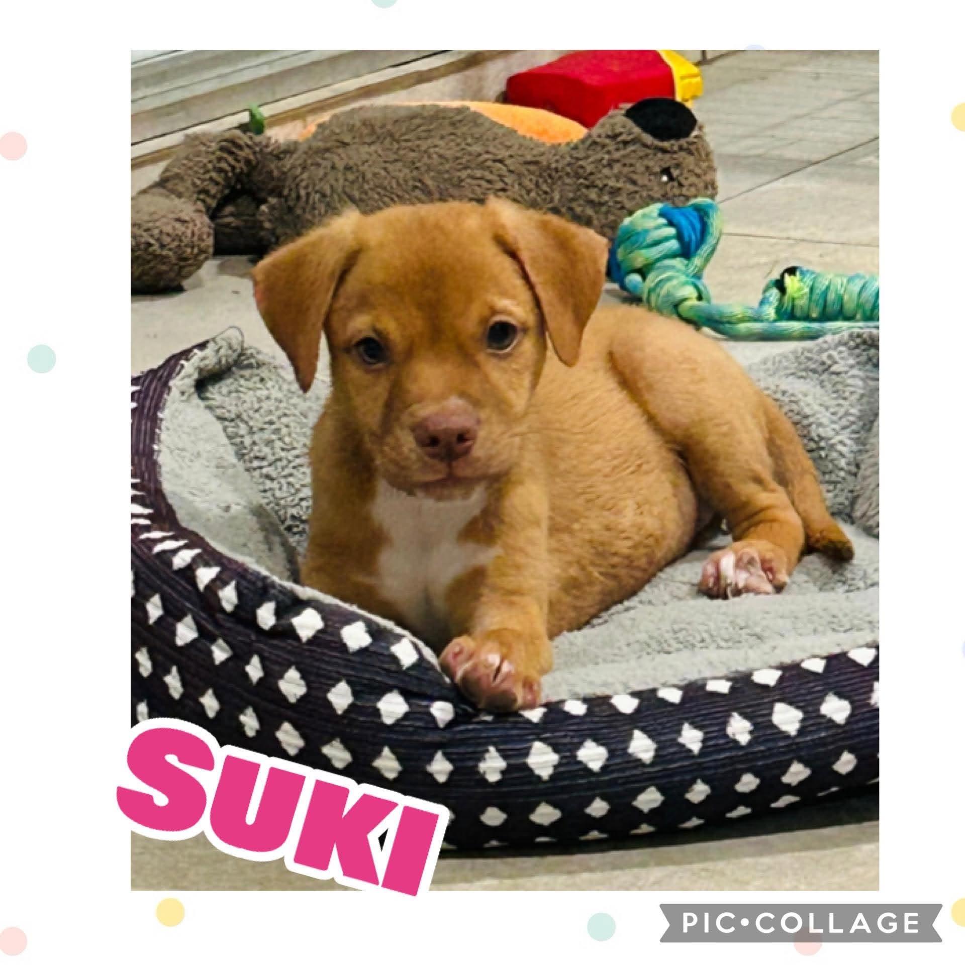 Suki, adopted, Puppy Female Labrador Retriever.
