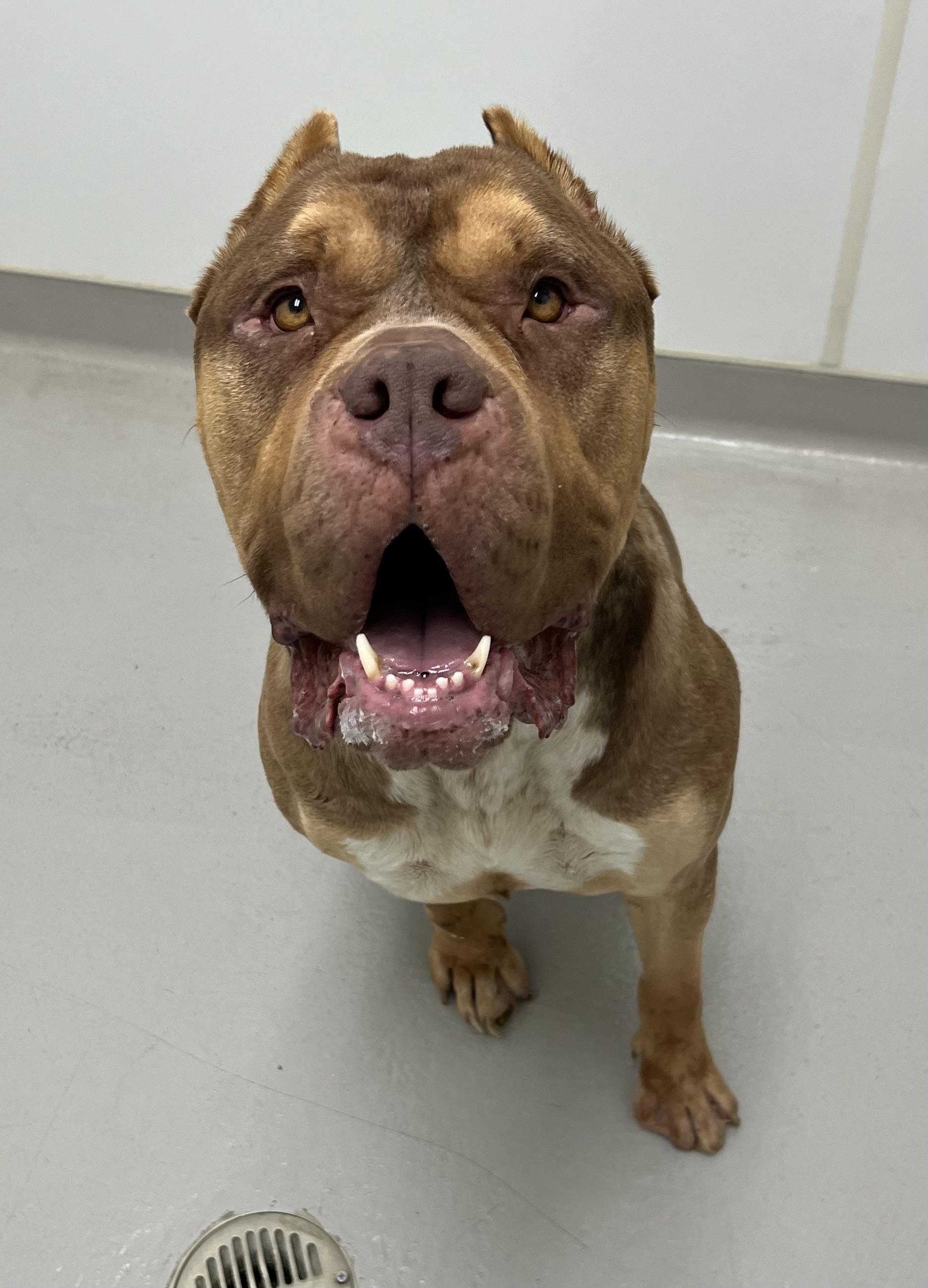 Enlarge Reese, a ADOPTABLE mixed breed in Danville, IN image 3/6