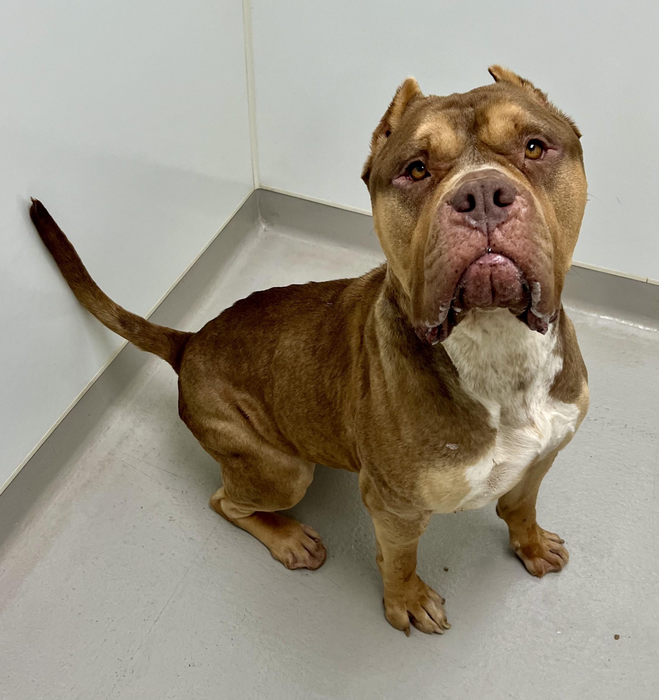 Enlarge Reese, a ADOPTABLE mixed breed in Danville, IN image 4/6