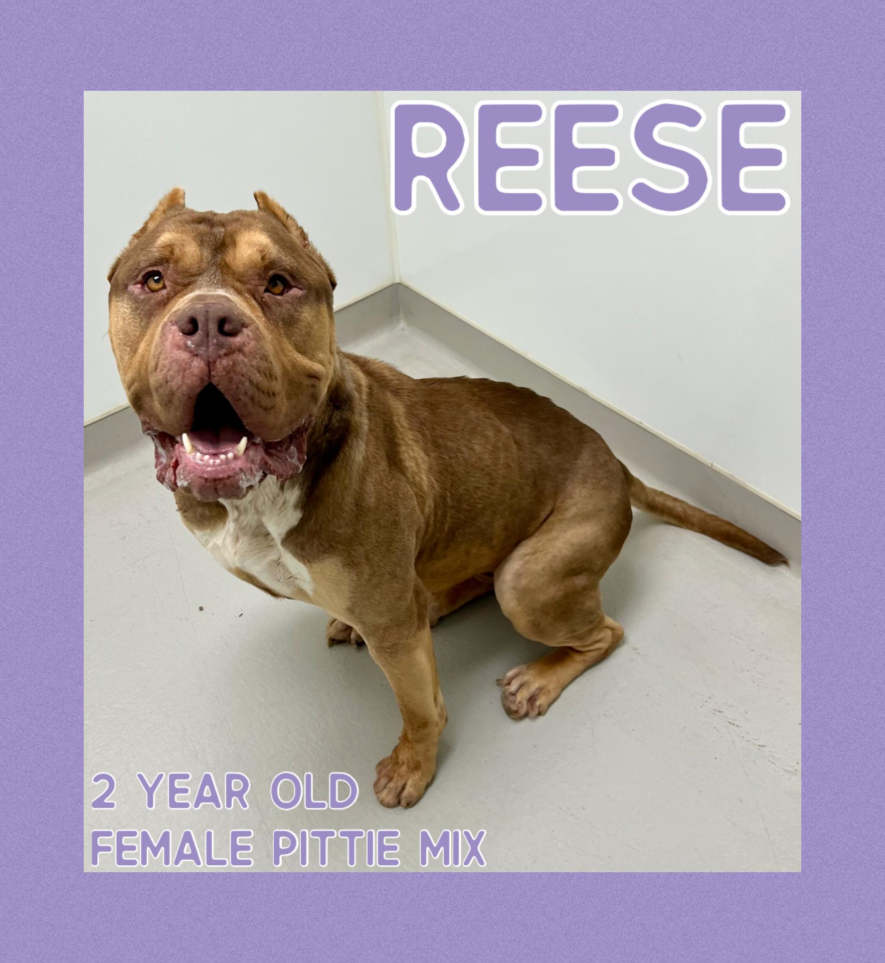 Reese, ADOPTABLE, Adult Female Pit Bull Terrier.