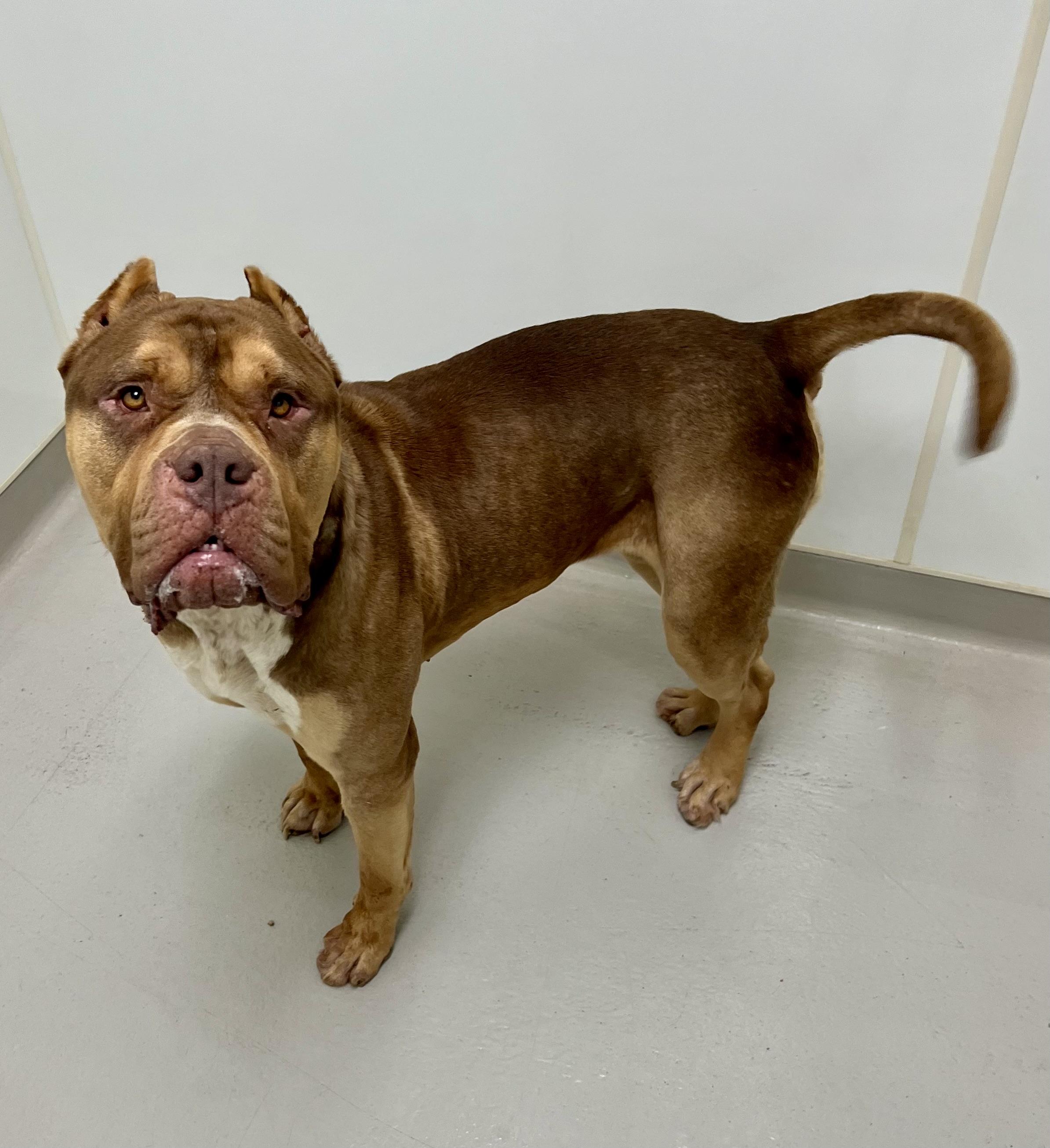 Enlarge Reese, a ADOPTABLE mixed breed in Danville, IN image 5/6