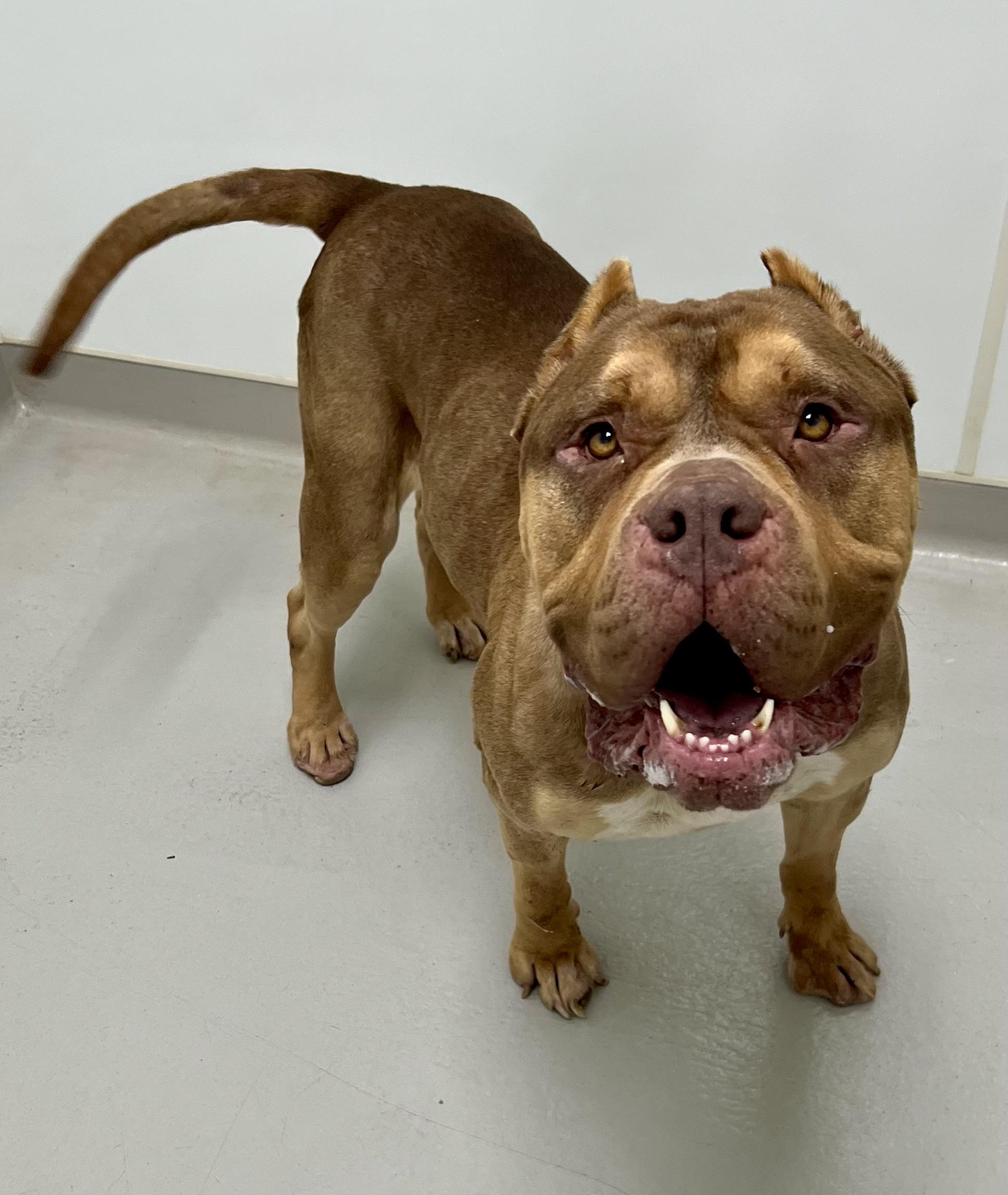 Enlarge Reese, a ADOPTABLE mixed breed in Danville, IN image 2/6