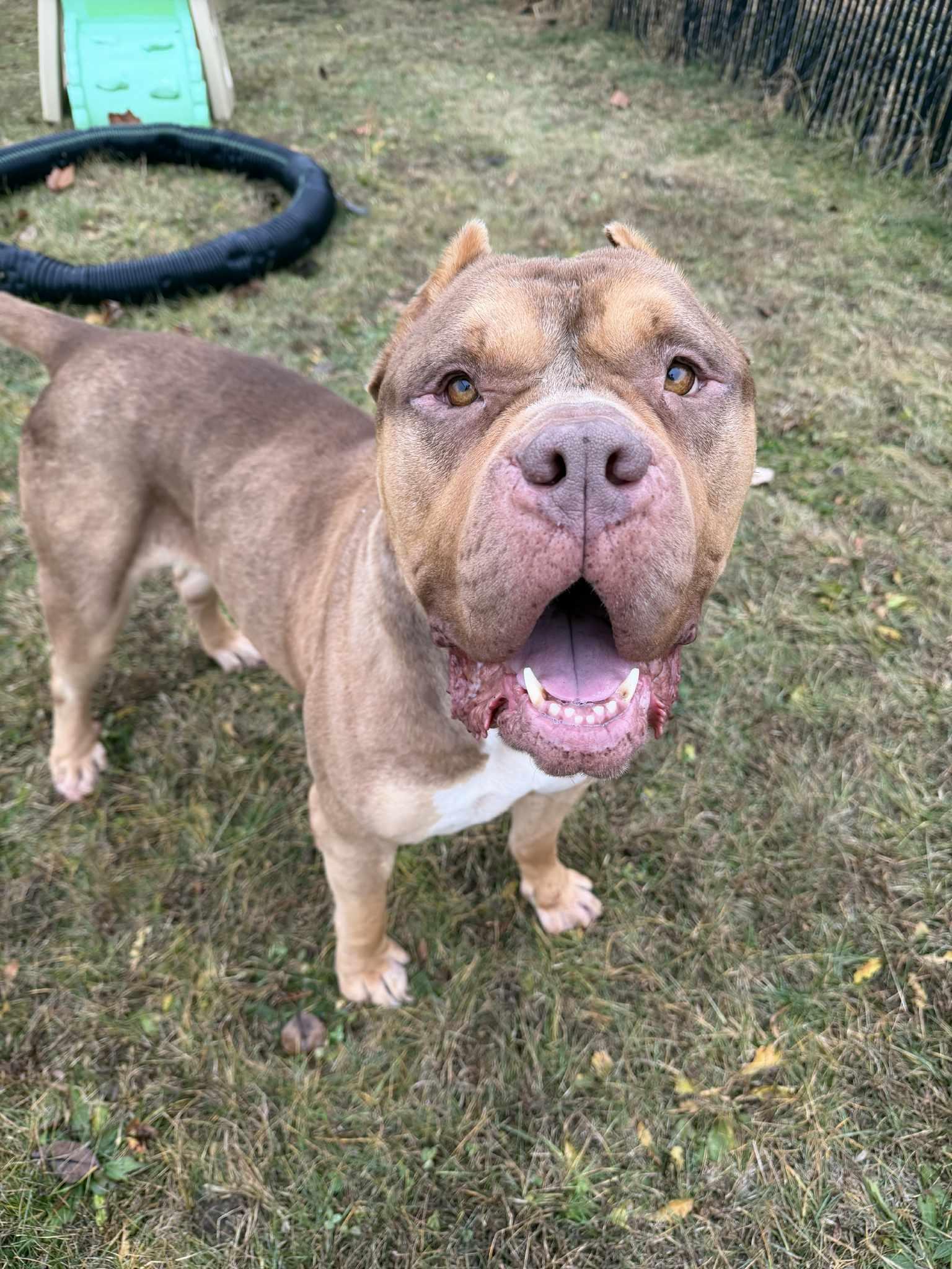 Enlarge Reese, a ADOPTABLE mixed breed in Danville, IN image 6/6