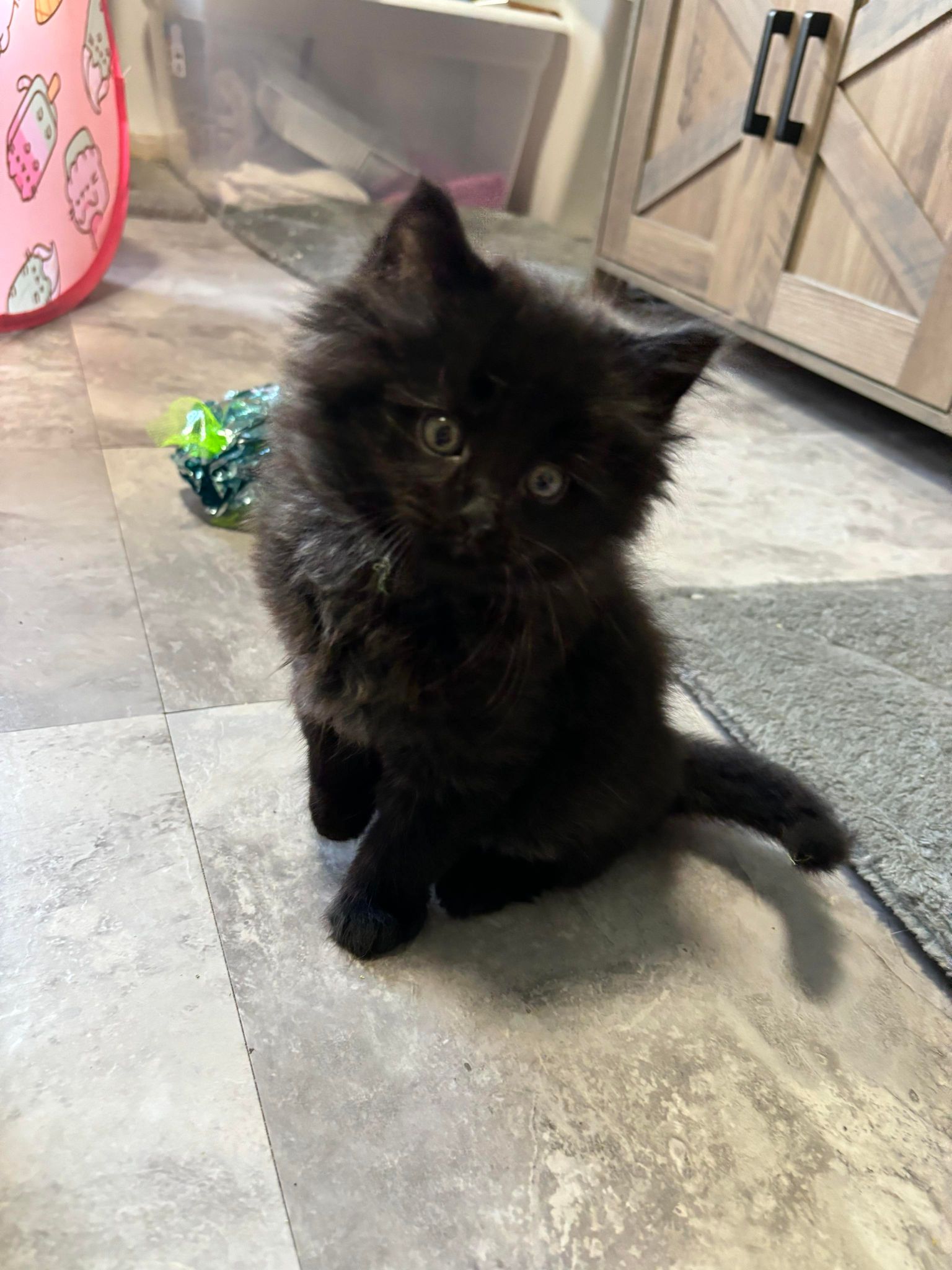 Enlarge Cody, a Adopted Domestic Medium Hair in Lansing, MI image 5/6