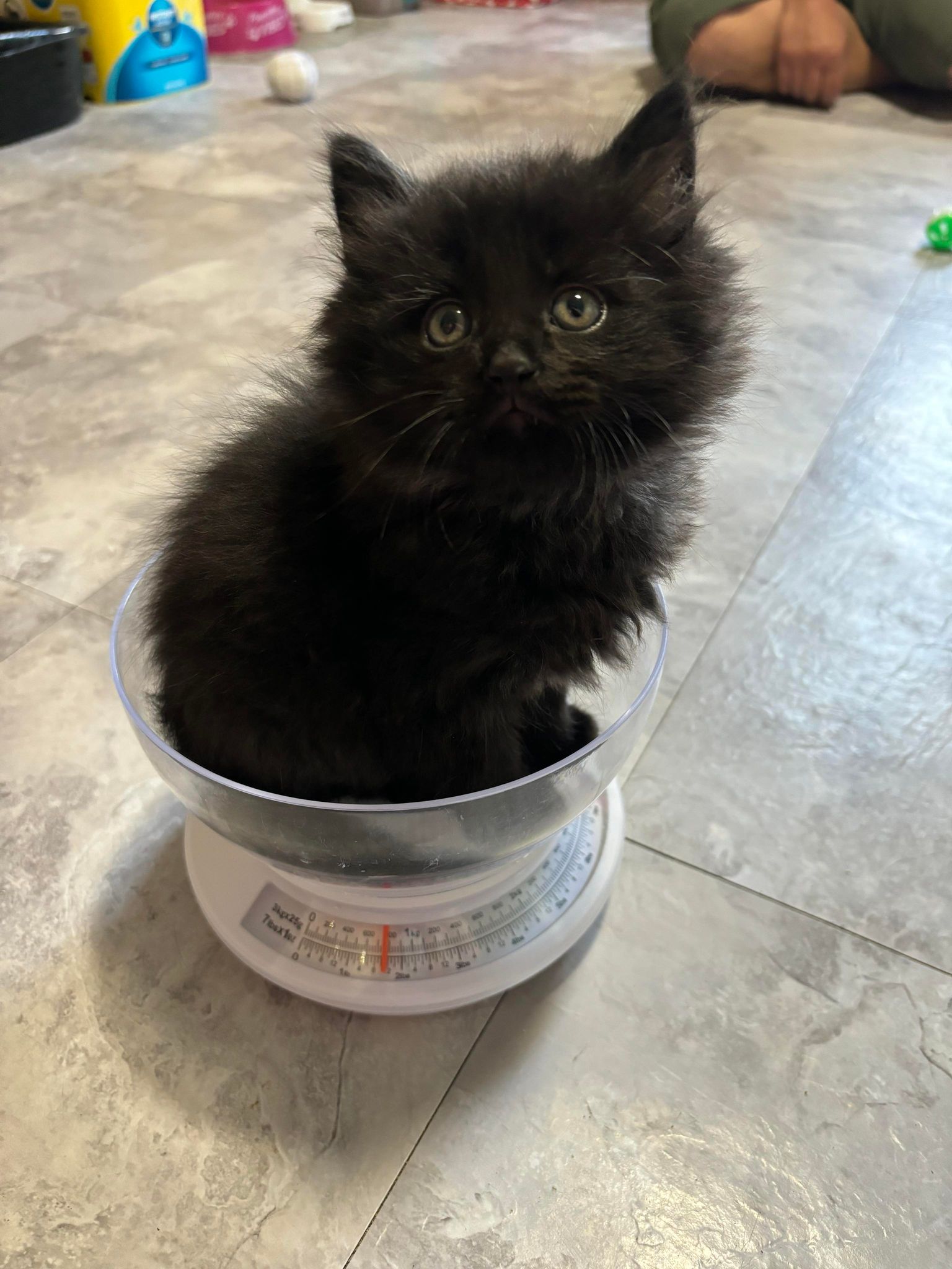 Cody, Adopted, Kitten Male Domestic Medium Hair.