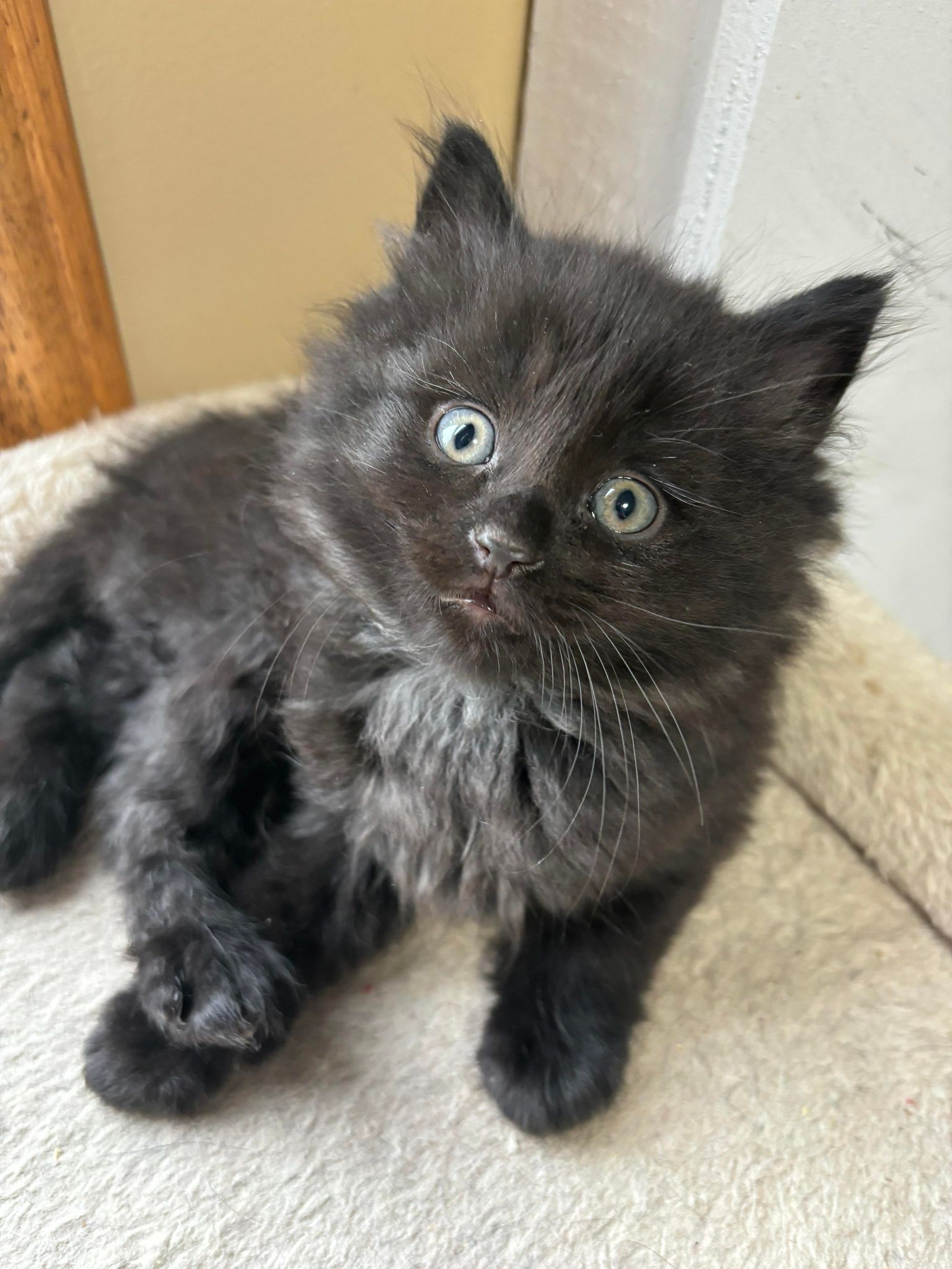 Enlarge Cody, a Adopted Domestic Medium Hair in Lansing, MI image 2/6