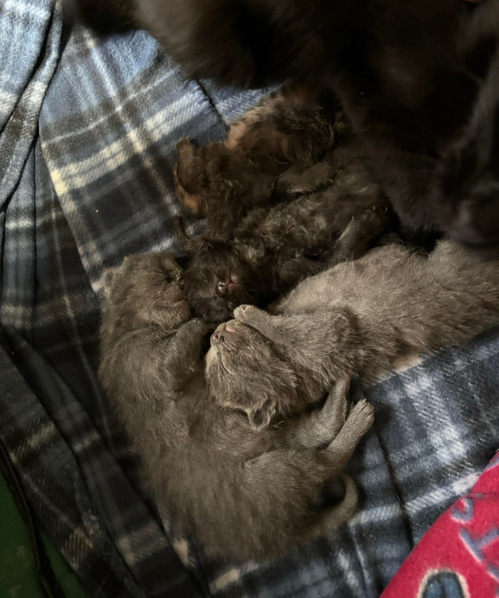 Enlarge Cody, a Adopted Domestic Medium Hair in Lansing, MI image 4/6