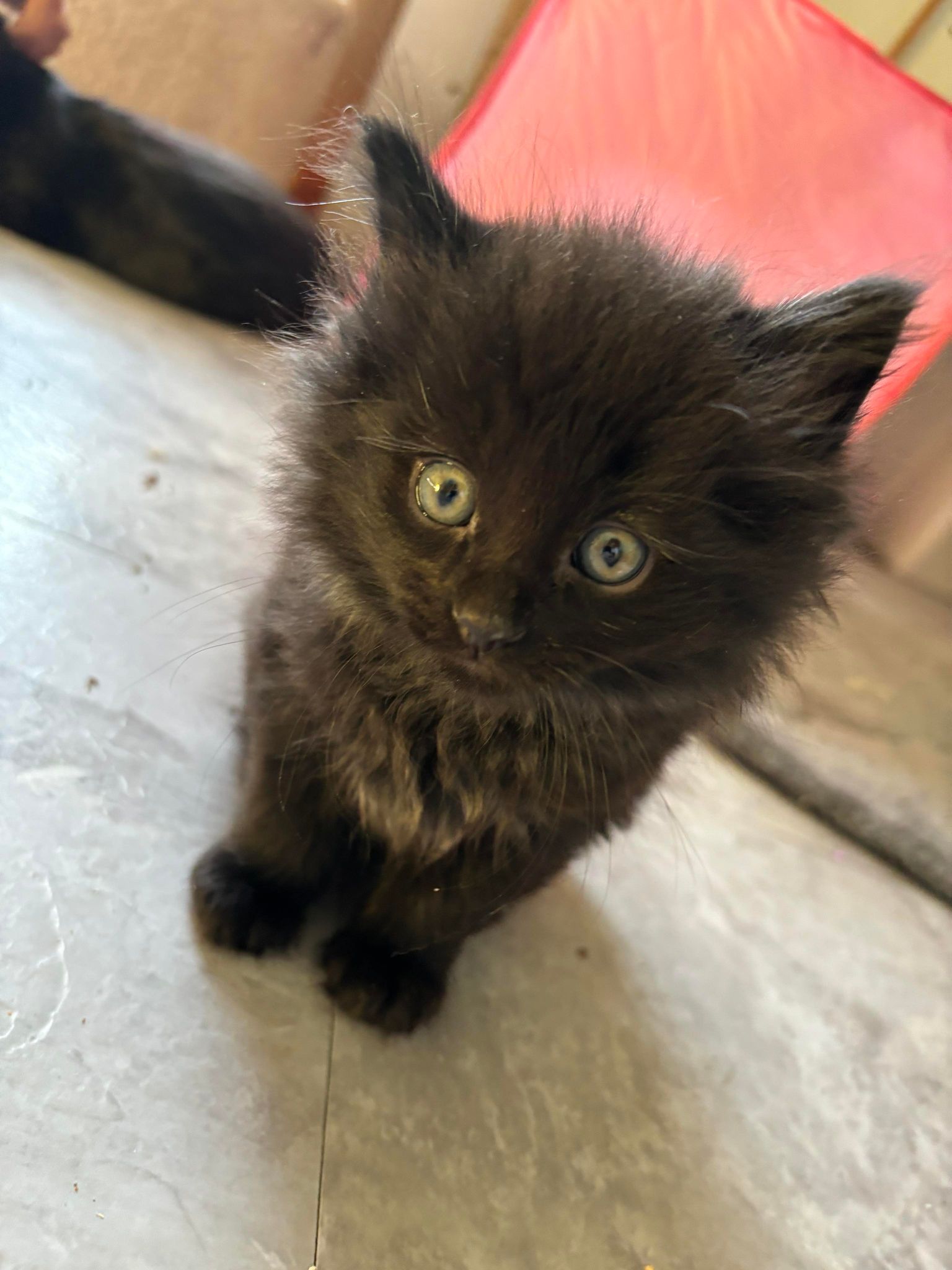 Enlarge Cody, a Adopted Domestic Medium Hair in Lansing, MI image 6/6