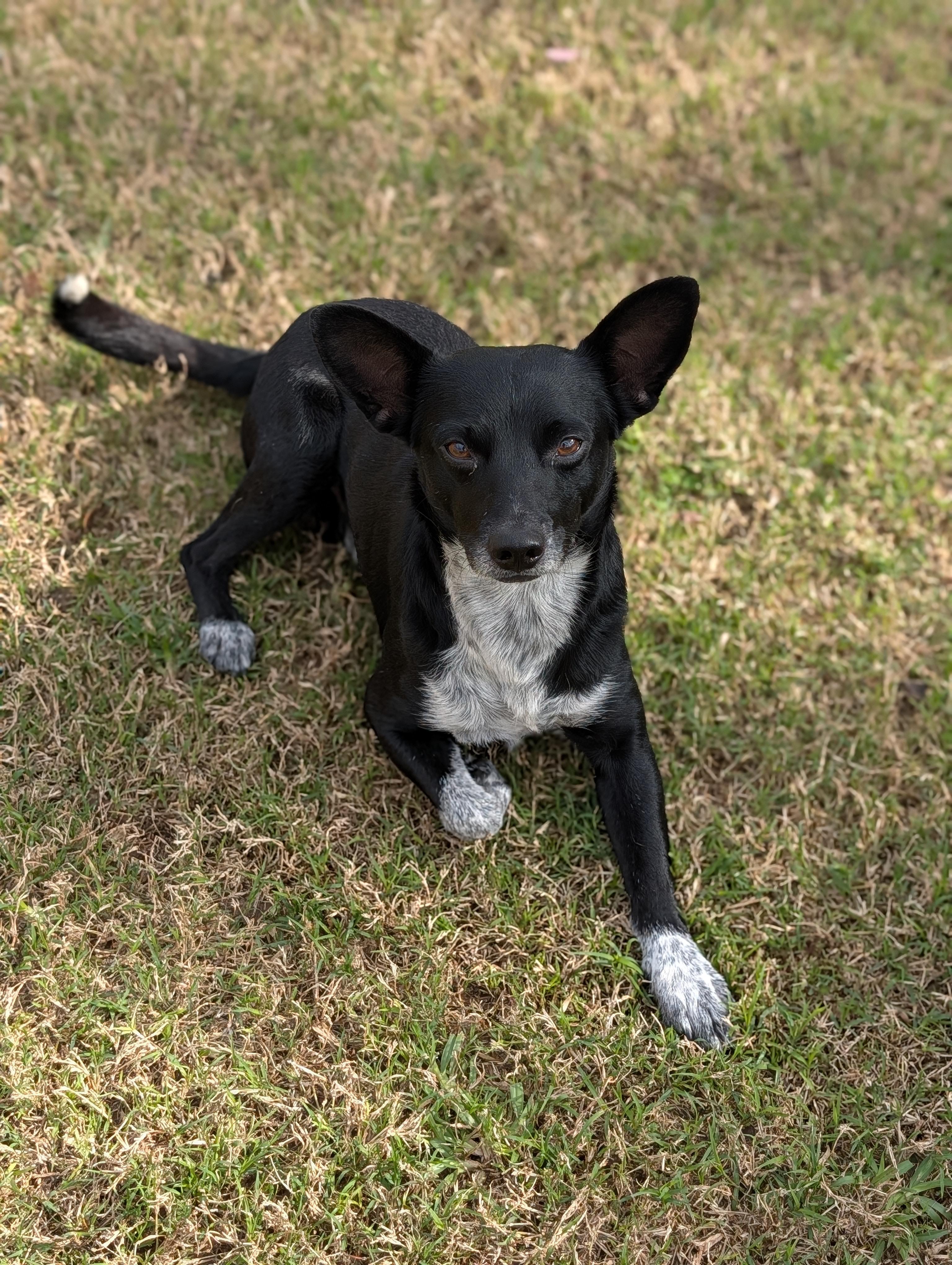 Enlarge Sharpie, a Adoptable mixed breed in Baton Rouge, LA image 5/5