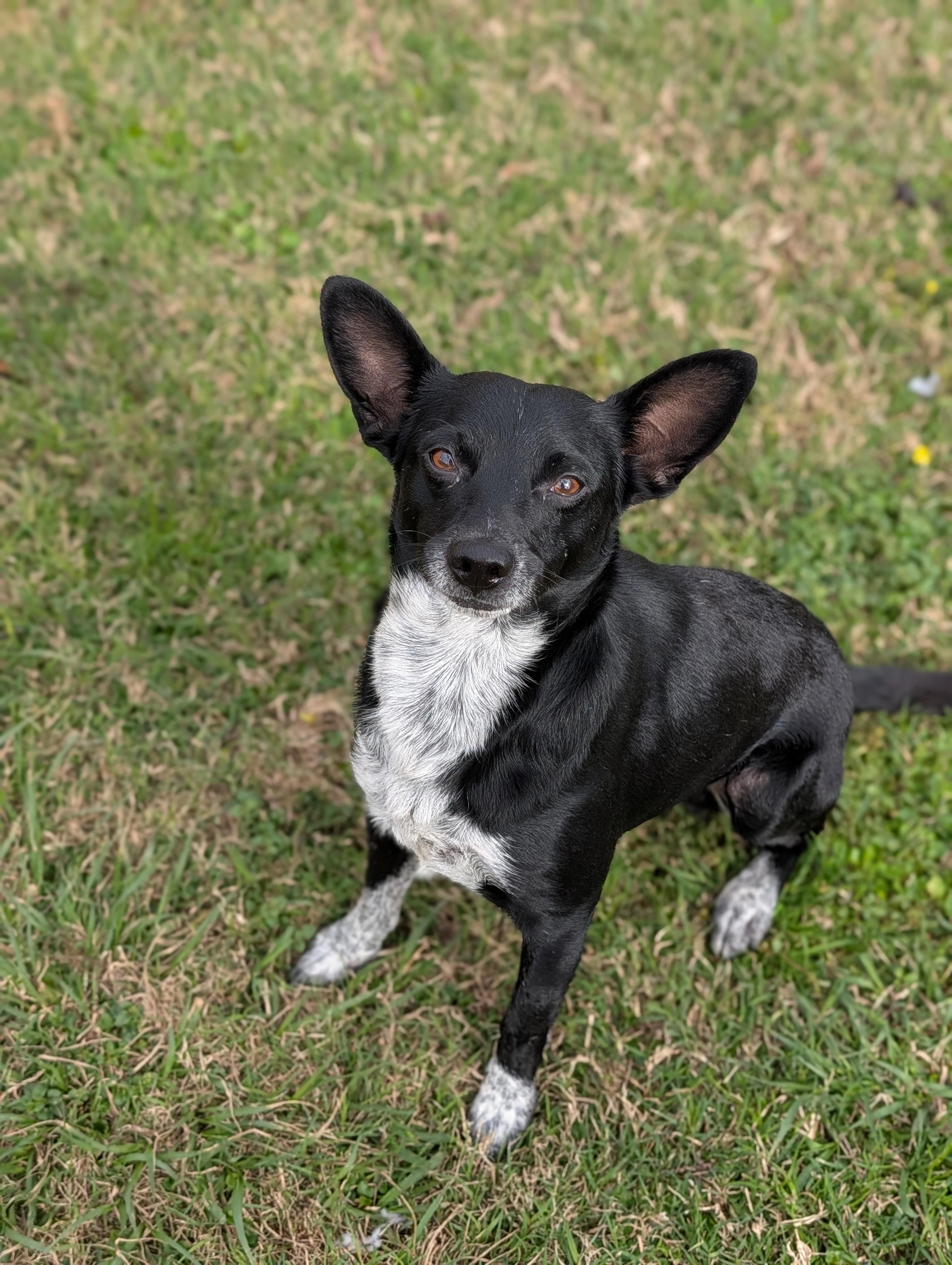 Sharpie, Adoptable, Adult Male Australian Cattle Dog / Blue Heeler & Chihuahua.